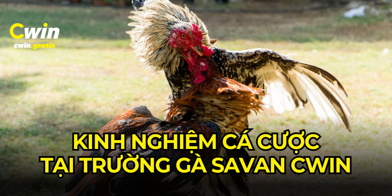 Những kinh nghiệm thi đấu hiệu quả tại trường gà Savan CWIN