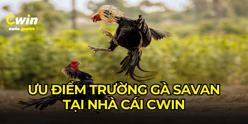 Trường gà Savan và các thế mạnh của đá gà CWIN